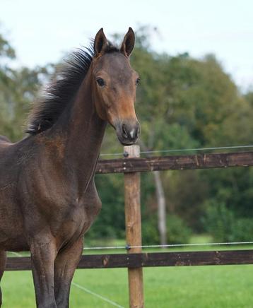 Hengstveulen van Secret usb beschikbaar voor biedingen