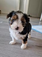 Lief biewer reutje pup, mag meteen mee, Dieren en Toebehoren, Honden | Jack Russells en Terriërs, Rabiës (hondsdolheid), Jack Russell Terriër