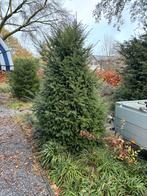 Kerstboom-achtige bomen, Tuin en Terras, Planten | Bomen, Ophalen, Bloeit niet, Halfschaduw, Overige soorten