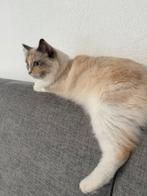 Moeder Ragdoll, Dieren en Toebehoren, Katten en Kittens | Raskatten | Langhaar, Poes, Gechipt, 3 tot 5 jaar
