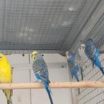 3 koppel grasparkietjes, Meerdere dieren, Parkiet, Geringd