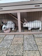 Twee lieve konijnen 4 maanden broerjes. toebehoren er bij, Dieren en Toebehoren, Ophalen, Zo goed als nieuw