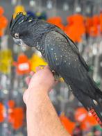 Zwartroodstaart kaketoe, Meerdere dieren, Papegaai, Pratend