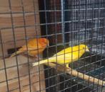 Kanarieman en pop te koop, Dieren en Toebehoren, Vogels | Kanaries, Vrouwelijk, Kleurkanarie