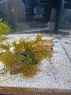 Blauwe garnalen | Neocaridina garnalen | bluedream, Dieren en Toebehoren, Vissen | Aquariumvissen, Zoetwatervis, Kreeft, Krab of Garnaal