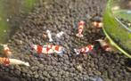 Crystal Red, garnalen.Gradaties A tot SSS., Dieren en Toebehoren, Ophalen, Nieuw