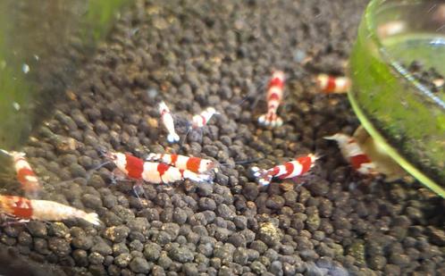 Crystal Red, garnalen.Gradaties A tot SSS., Dieren en Toebehoren, Vissen | Aquaria en Toebehoren, Nieuw, Ophalen