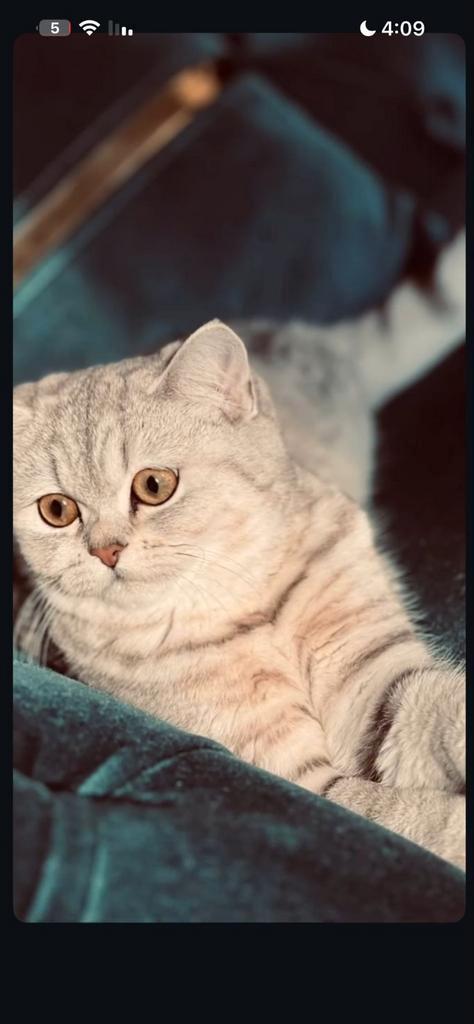 Britse Korthaar kat, Dieren en Toebehoren, Katten en Kittens | Raskatten | Korthaar, Poes, 0 tot 2 jaar, Ontwormd, Ingeënt