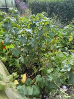 Grote zwarte bessen struik, Ophalen, Overige soorten, Struik, 100 tot 250 cm