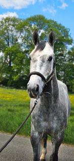 4 jr Zirocco Blue x Larino ruin, Springpaard, B, Ruin, 3 tot 6 jaar