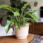 Grote vintage plantenpot / bloempot, Tuin en Terras, Bloempotten, Rond, Binnen, Ophalen of Verzenden, Zo goed als nieuw