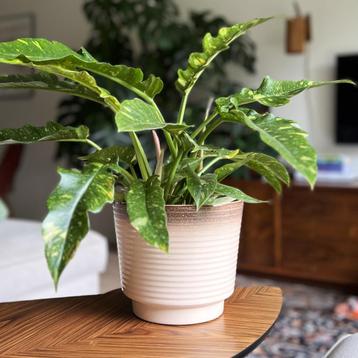 Grote vintage plantenpot / bloempot beschikbaar voor biedingen