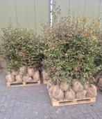 GROTE PARTIJ beukenhagen 300 stuks, Tuin en Terras, Planten | Bomen, Ophalen of Verzenden, Halfschaduw, 100 tot 250 cm