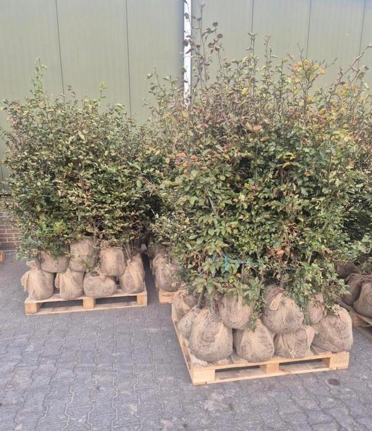 GROTE PARTIJ beukenhagen 300 stuks, Tuin en Terras, Planten | Bomen, 100 tot 250 cm, Halfschaduw, Ophalen of Verzenden