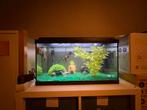 Aquarium 60 liter, Ophalen, Gevuld zoetwateraquarium
