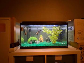Aquarium 60 liter beschikbaar voor biedingen