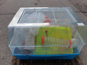 MOOIE VERZORGDE HAMSTER KONYN KOOI 24.95 EURO   beschikbaar voor biedingen