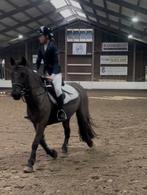 Verzorgpony gezocht, Ophalen of Verzenden