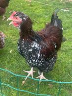 Mooie grote orpington haan porselein, Dieren en Toebehoren, Mannelijk, Kip