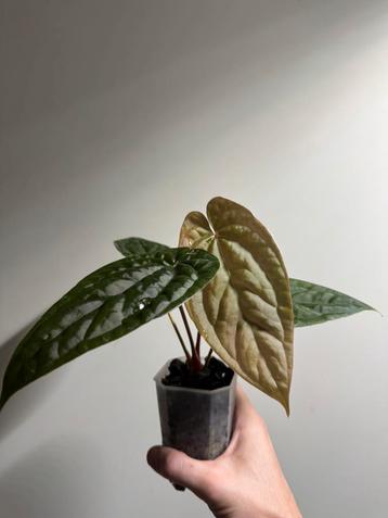 Anthurium Papillilaminum x Luxurians (Night Queen) beschikbaar voor biedingen