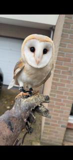 Kerkuil wijf 2025, Vrouwelijk, Roofvogel, Geringd