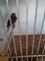 Mexciaanse roodmus man 2025, Dieren en Toebehoren, Vogels | Kanaries, Mannelijk, Kleurkanarie