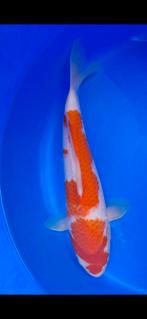 Kohaku, Dieren en Toebehoren