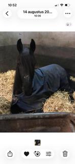 Paarden spullen, Ophalen of Verzenden, Gebruikt, Overige soorten