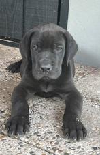 Duitse dog pups, Dieren en Toebehoren, Honden | Bulldogs, Pinschers en Molossers, Overige rassen, 8 tot 15 weken, Meerdere, Meerdere dieren