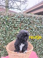 Te koop mooie speelse boomer pups, Parvo, Overige rassen, 8 tot 15 weken, Meerdere