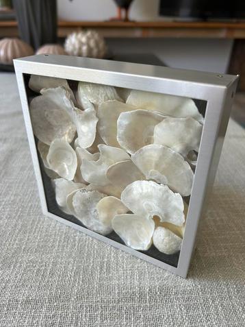 Fotolijst gevuld met Schelpen / Vitrine beschikbaar voor biedingen