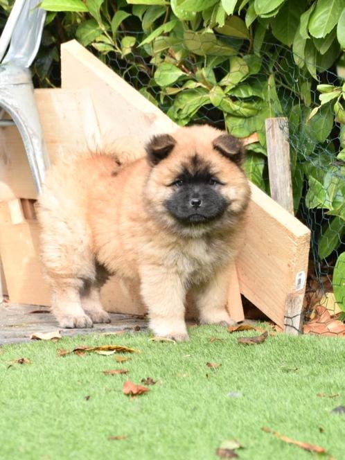 Pup Eurasier-Chow mix, Dieren en Toebehoren, Honden | Poolhonden, Keeshonden en Oertypen, Meerdere dieren, Particulier, Meerdere