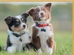 Honden uitlaatservice, Ophalen of Verzenden, Zo goed als nieuw