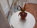 Cactus, Ophalen, Cactus, Volle zon, Minder dan 100 cm