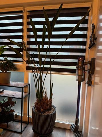 Koningsstrelitzia – grote, mooie plant in stijlvolle pot beschikbaar voor biedingen