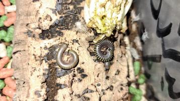 Miljoenpoot Bumble Bee beschikbaar voor biedingen