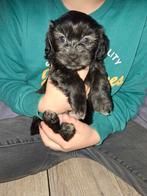 Boomer x Maltipoo puppy’s, Overige rassen, 8 tot 15 weken, Meerdere dieren, Eén hond