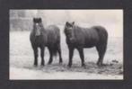 Soest Rusthuis Paarden Sunny Boy en Roxanne uit Soesterberg., Ophalen of Verzenden, 1980 tot heden, Ongelopen, Utrecht