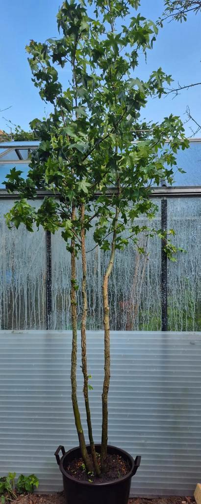 Meerstammige amberboom, Tuin en Terras, Planten | Bomen, Overige soorten, 250 tot 400 cm, Volle zon, Bloeit niet, In pot, Ophalen