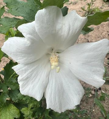 XXL HIBISCUS ❤️ diverse kleuren en maten, verzend kan beschikbaar voor biedingen