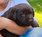 Supersociale Labrador pups met stamboom, 8 tot 15 weken, Labrador retriever, CDV (hondenziekte), Meerdere