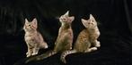 Maine coon x kittens, Dieren en Toebehoren, Katten en Kittens | Raskatten | Langhaar, Gechipt