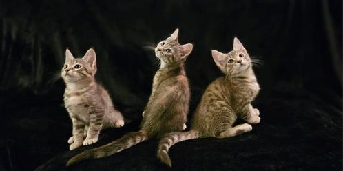 Maine coon x kittens, Dieren en Toebehoren, Katten en Kittens | Raskatten | Langhaar, Met stamboom, Gechipt, Ontwormd