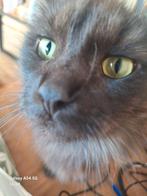 Maine Coon poes, Dieren en Toebehoren, Katten en Kittens | Raskatten | Langhaar, Poes, Ingeënt