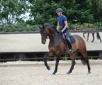 Weatherbeeta Prime Zadeldek Zwart, Full Dressuur en Full VZH, Dieren en Toebehoren, Paarden en Pony's | Dekens en Dekjes, Ophalen of Verzenden