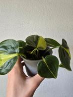 Philodendron scandens brasil, Ophalen, Overige soorten, Minder dan 100 cm
