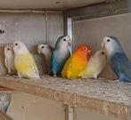 Verschillende vogels, Dieren en Toebehoren, Meerdere dieren, Parkiet