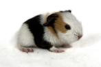 Schitterende Gladhaar Beer, Dieren en Toebehoren, Cavia, Mannelijk, Juli, Tam
