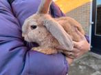Konijn Duitse reus x Franse hangoor, Dieren en Toebehoren, Konijnen, Vrouwelijk, Groot, Hangoor