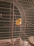 Gele kanarie pop met kooi, Dieren en Toebehoren, Vrouwelijk, Kleurkanarie